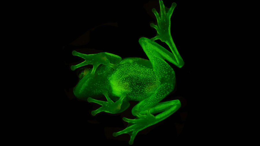 Primera rana fluorescente encontrada en Argentina