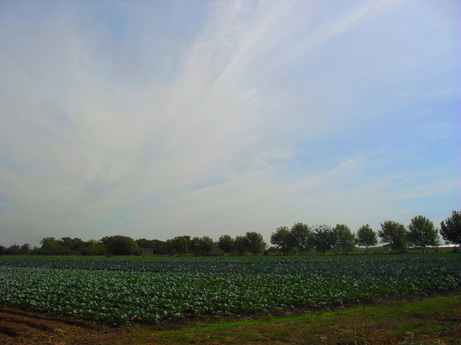 Campo sembrado con hileras de hortalizas y una línea de árboles en la zona rural de Villa Brown