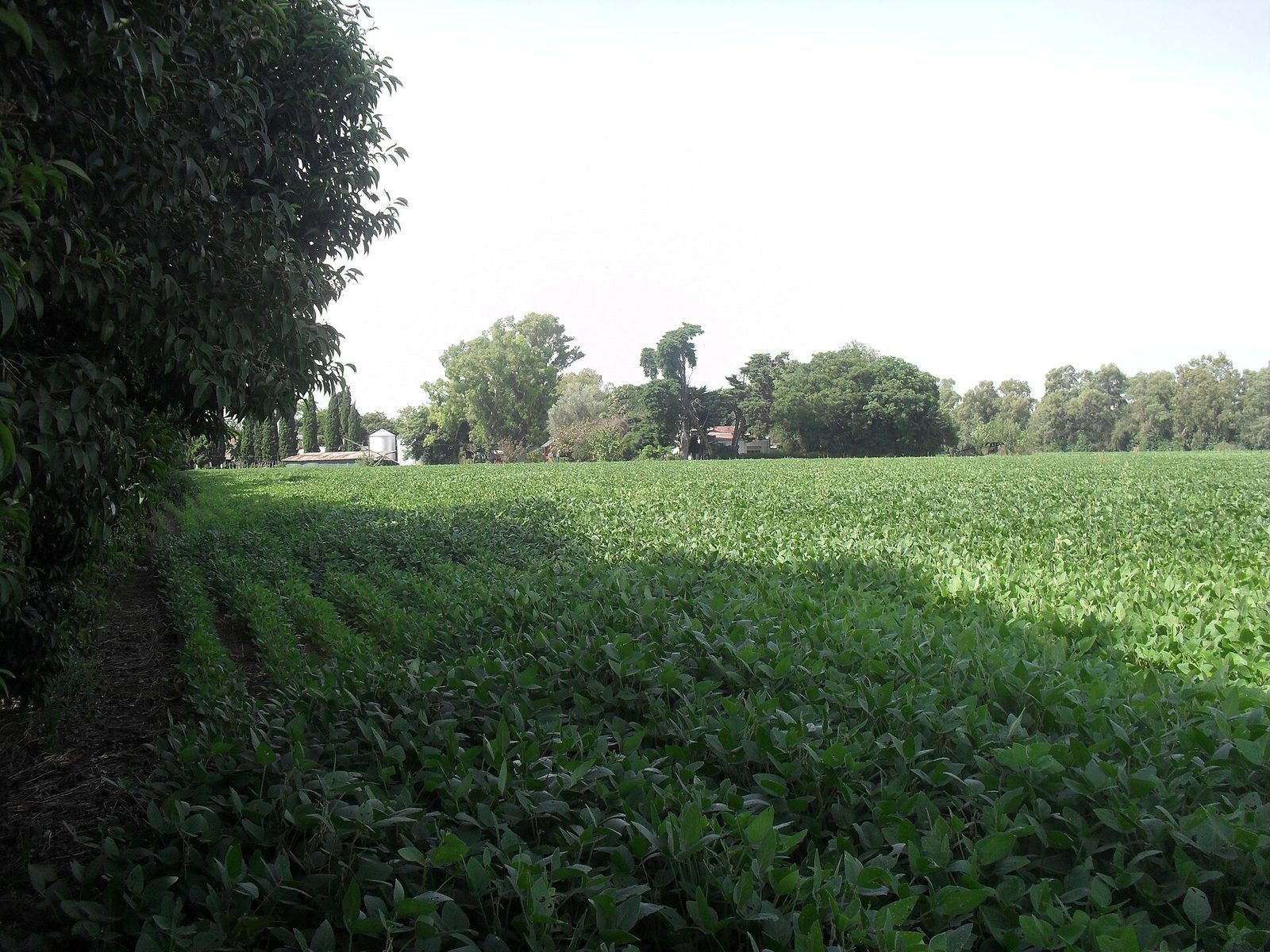 Campo verde de cultivo rodeado de árboles en la localidad de La Capilla