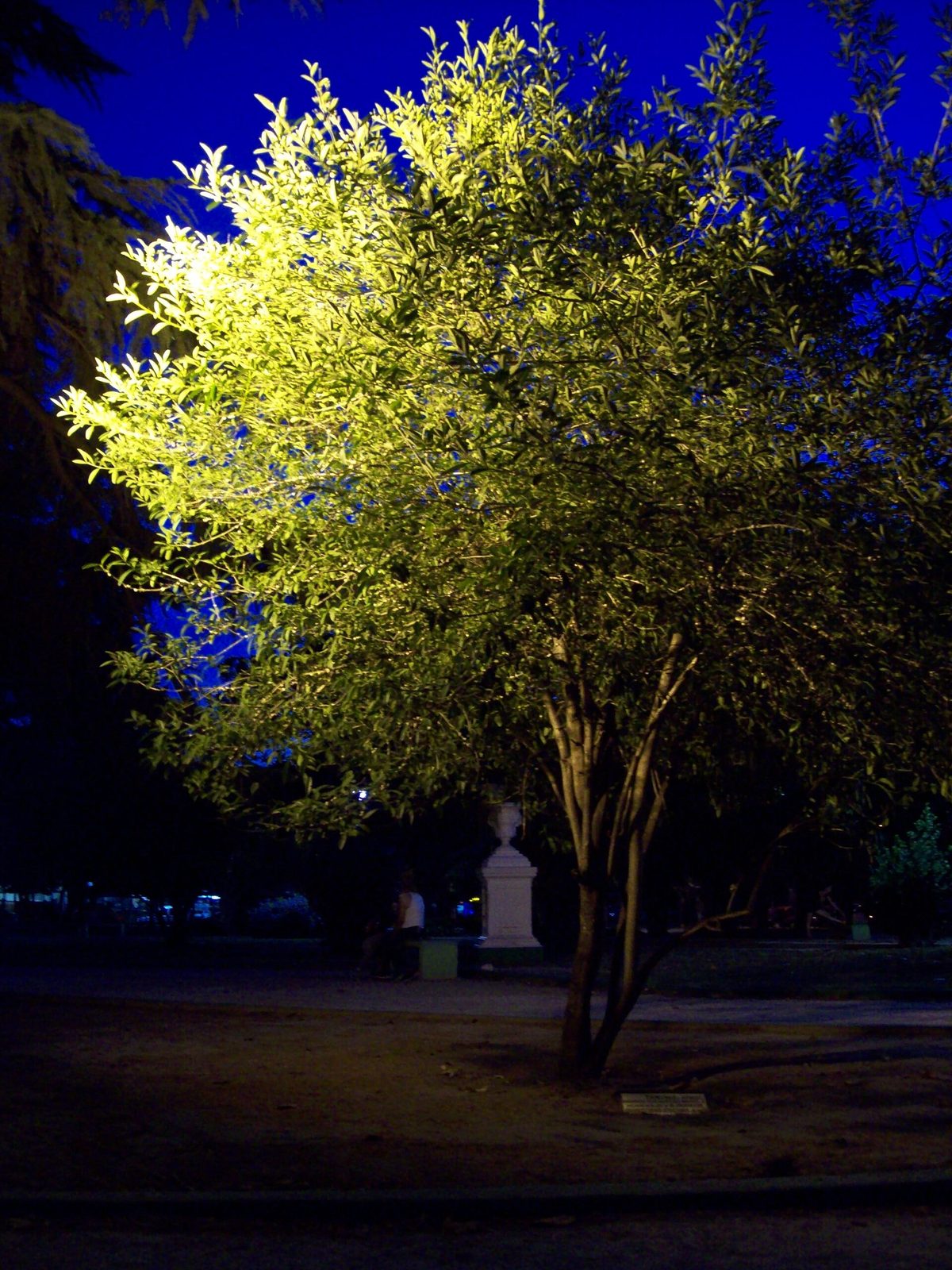 Árbol plantado en memoria del árbol más viejo de Florencio Varela